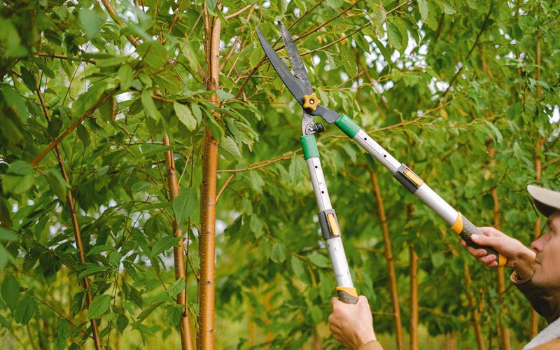 Tree trimming in Tumbling Shoals, AR