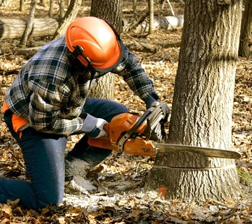 Tree Removal in Tumbling Shoals, AR